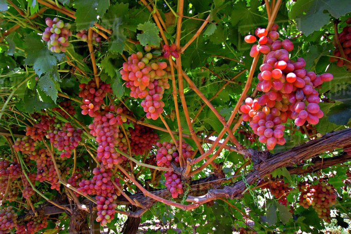 epekteinetai-o-synetairismos-grapeteam-sto-stafyli-me-ti-syndromi-neas-genias-paragogon-119714