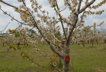 Γιάννης Κλάδος: Σταδιακή στροφή στις δενδρώδεις καλλιέργειες στο νομό Ροδόπης