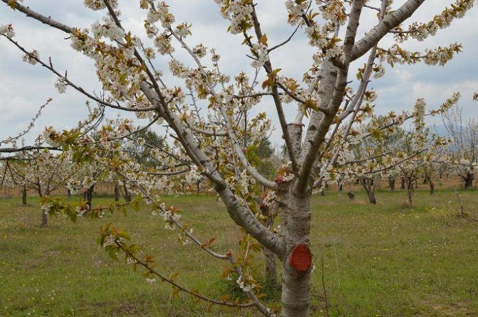 Γιάννης Κλάδος: Σταδιακή στροφή στις δενδρώδεις καλλιέργειες στο νομό Ροδόπης Γιάννης Κλάδος: Σταδιακή στροφή στις δενδρώδεις καλλιέργειες στο νομό Ροδόπης