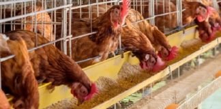 Κατάργηση του συμπληρωματικού ΕΝΦΙΑ στα αγροτοκτηνοτροφικά ακίνητα ζητούν οι πτηνοτρόφοι