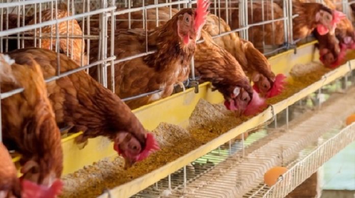 Κατάργηση του συμπληρωματικού ΕΝΦΙΑ στα αγροτοκτηνοτροφικά ακίνητα ζητούν οι πτηνοτρόφοι