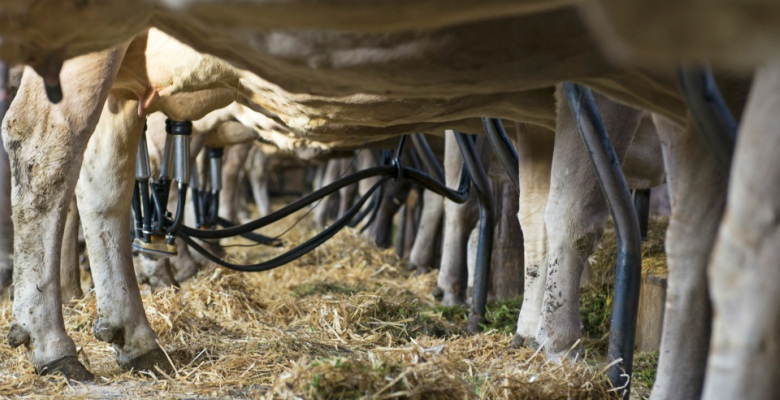  αισθητήρες και ένα αυτοματοποιημένο σύστημα παρακολούθησης για την ανίχνευση των πρώτων σημείων μαστίτιδας