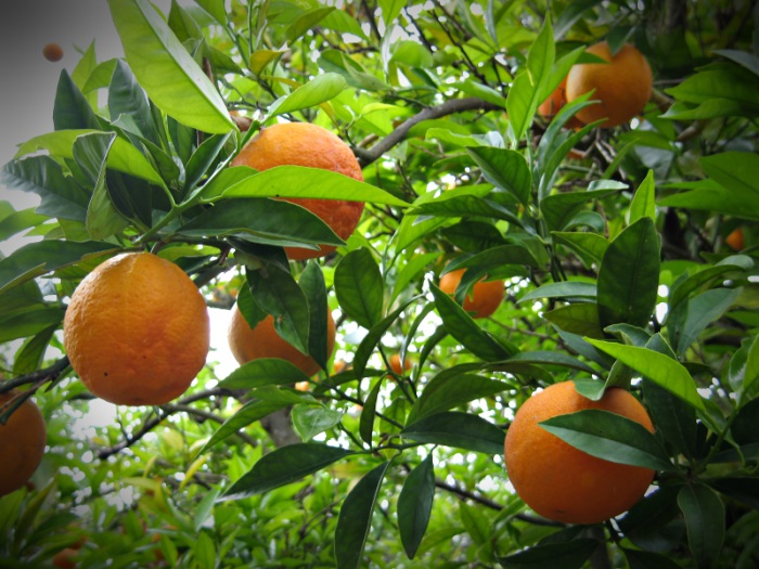 to-sagkouini-gouritsas-palevei-na-ginei-pop-118919