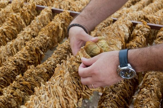 Πληρωμές για την ολοκληρωμένη διαχείριση στην παραγωγή καπνού