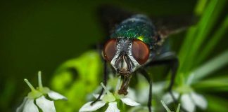Αυστραλία: Στείρωσαν άγριες φρουτόμυγες με ακτίνες Χ για να εξαφανίσουν το είδος