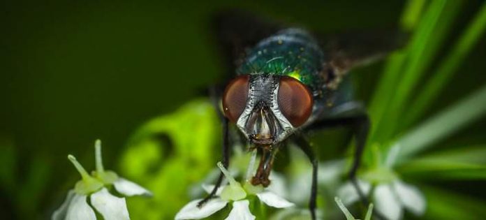 Αυστραλία: Στείρωσαν άγριες φρουτόμυγες με ακτίνες Χ για να εξαφανίσουν το είδος