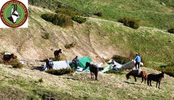 Λεηλασία στον Γράμμο: Ο φακός “συνέλαβε” 20 …εργάτες αρωματικών φυτών (φωτορεπορτάζ) Λεηλασία στον Γράμμο: Ο φακός “συνέλαβε” 20 …εργάτες αρωματικών φυτών (φωτορεπορτάζ)