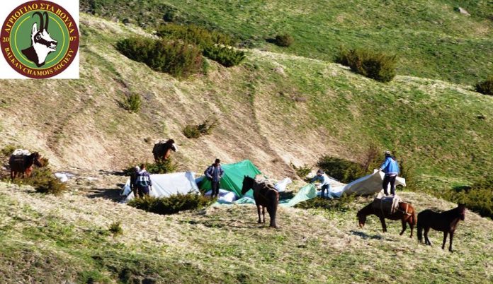 Λεηλασία στον Γράμμο: Ο φακός “συνέλαβε” 20 …εργάτες αρωματικών φυτών (φωτορεπορτάζ)