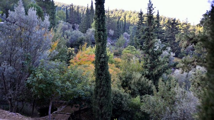 Οι ρητινοσυλλέκτες θα μπορούσαν να είναι οι καλύτεροι φύλακες του δάσους, λέει ο καθηγητής του ΑΠΘ Απ. Σκαλτσογιάννης