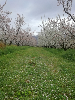agrotes-podoxori-dramas