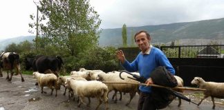 Αλβανία: Σχέδιο για αιγοπρόβατα - αγελαδινό γάλα
