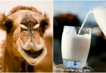 Αυστραλία: Το γάλα καμήλας αναδεικνύεται σε δυναμικό τομέα ανάπτυξης