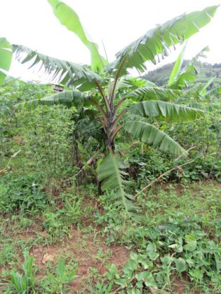 συνεταιρισμό μπανανοπαραγωγών