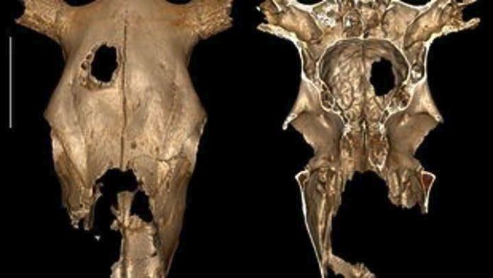 Οι αρχαιότερες ενδείξεις για κτηνιατρική χειρουργική επέμβαση σε κρανίο αγελάδας