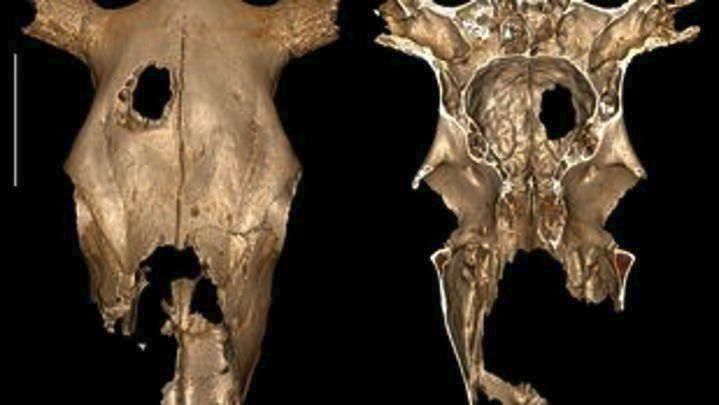 oi-archaioteres-endeixeis-gia-ktiniatriki-cheirourgiki-epemvasi-se-kranio-ageladas-121218