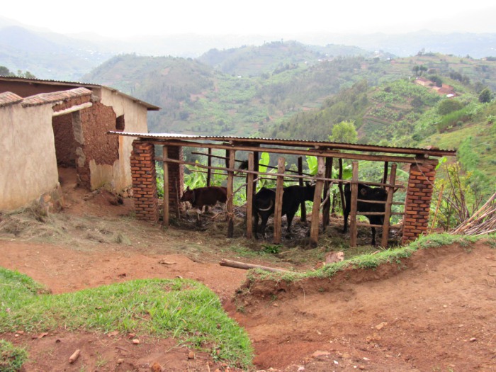 Ρουάντα: «Πέντε αγελάδες για να έχουμε λίπασμα»