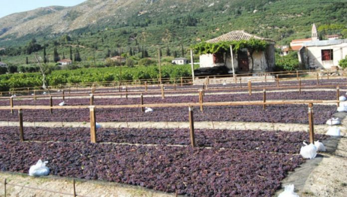 Σύσκεψη παραγωγών Αμαλιάδας για την σταφίδα Σύσκεψη παραγωγών Αμαλιάδας για την σταφίδα
