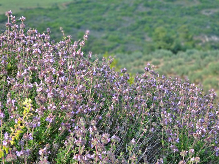 dimos-trikkaion-neoi-agrotes-se-aromatika-farmakeftika-fyta-120946