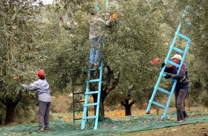 Από την ελαιοσυγκομιδή στο Νοσοκομείο - Αυξημένα τα κρούσματα εμφραγμάτων