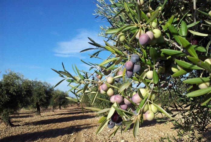 Xρυσός το ελαιόλαδο, καημός η αιγοπροβατοτροφία Xρυσός το ελαιόλαδο, καημός η αιγοπροβατοτροφία