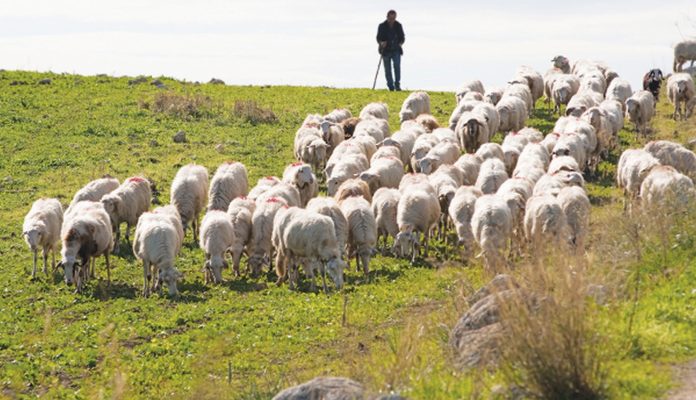 ΠΟΓΕΔΥ: «Γραφειοκρατική παράνοια φέρνει η ΚΥΑ για το γάλα» ΠΟΓΕΔΥ: «Γραφειοκρατική παράνοια φέρνει η ΚΥΑ για το γάλα»