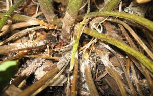 ΔΑΟΚ Σερρών: Συμβουλές αντιμετώπισης της σηψιρριζίας στο βαμβάκι