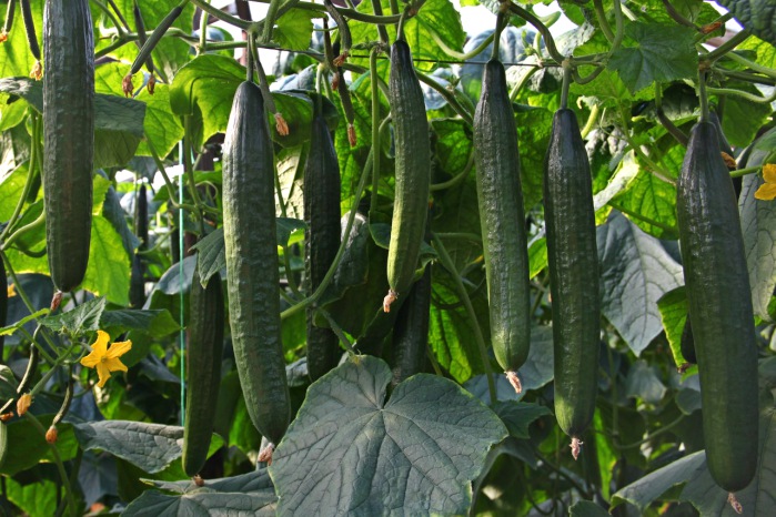 trifylia-thetiko-xekinima-gia-angouri-kai-ntomata-122883