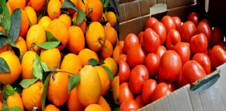 Δέσμευση 2 περίπου τόνων ντομάτας και πορτοκαλιών από τη ΔΑΟΚ Πειραιά