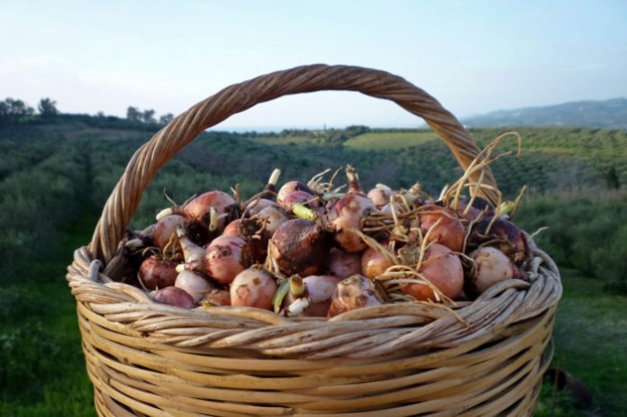 elliniko-kremmydi-paragogi elliniko-kremmydi-paragogi
