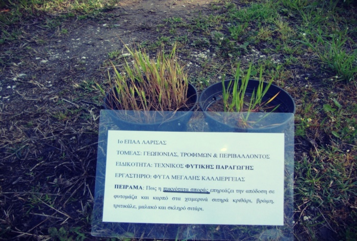 epal-larisa-lipasmata