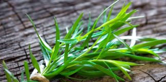 Εστραγκόν ή Αρτεμισία: Το βότανο με την ιδιαίτερη γεύση και το ξεχωριστό άρωμα