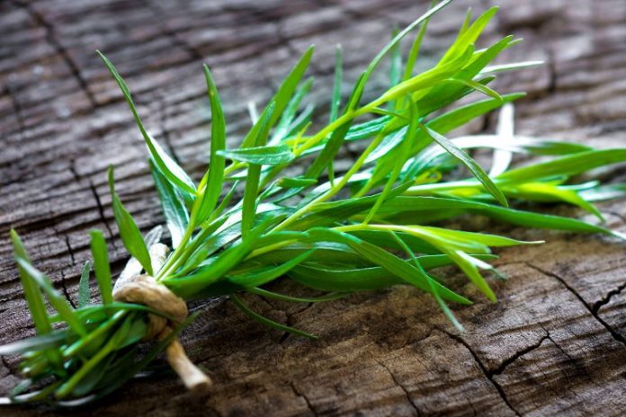 Εστραγκόν ή Αρτεμισία: Το βότανο με την ιδιαίτερη γεύση και το ξεχωριστό άρωμα