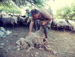 Το μαλλί των αιγοπροβάτων για εκατοντάδες χρόνια αποτελούσε το βασικότερο προϊόν των κατοίκων της υπαίθρου