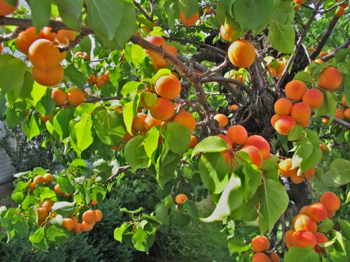 afximeni-i-paragogi-verikokou-stin-peloponniso-treli-koursa-oi-exagoges-tou-epitrapeziou-124060