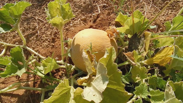 liga-ta-kala-peponia-sti-thessalia-anevazoun-tin-tiµi-122845