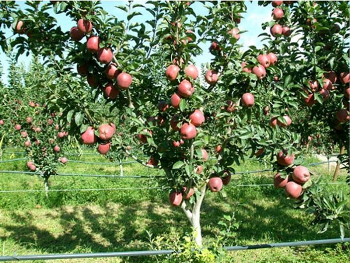 Ζαγορά: Ευεργετική η βροχή για τα μήλα αλλά καταστροφική για τα κεράσια