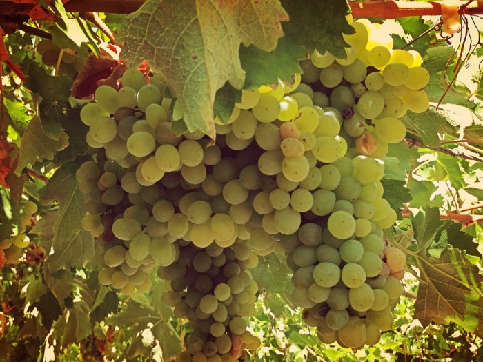 Εκτάσεις αμπελώνων ανά περιφέρεια