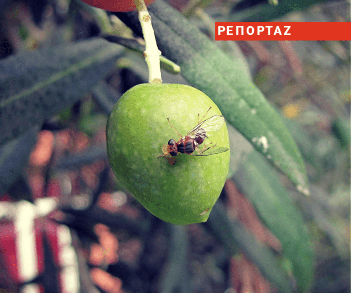 dakoktonia-symmachos-tou-dakou-i-grafeiokratia-126314