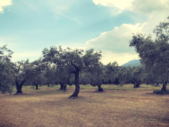 Τυποποιούν και πωλούν μέσω e-shop τις ελιές που παράγουν σε έκταση 150 στρεμμάτων Τυποποιούν και πωλούν μέσω e-shop τις ελιές που παράγουν σε έκταση 150 στρεμμάτων