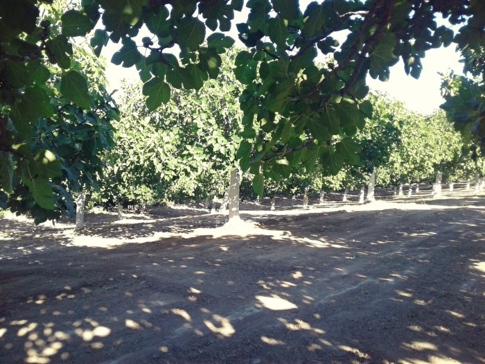 koutsikas_sika-evoia