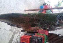 Κοζάνη: Ψαριά με γριβάδια 80 κιλών και άνω των δύο μέτρων