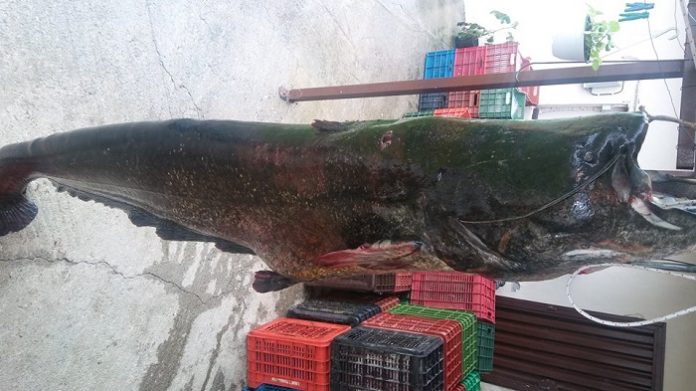 Κοζάνη: Ψαριά με γριβάδια 80 κιλών και άνω των δύο μέτρων