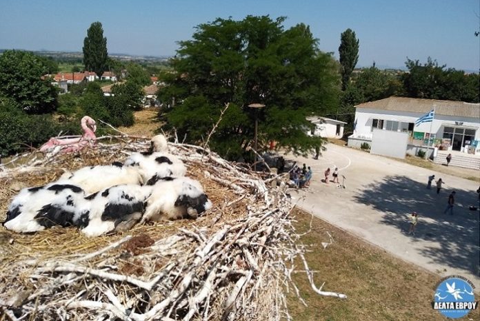 Με μεγάλη συμμετοχή κόσμου γιορτάστηκε το 3ο Φεστιβάλ Πελαργών στον Πόρο Φερών