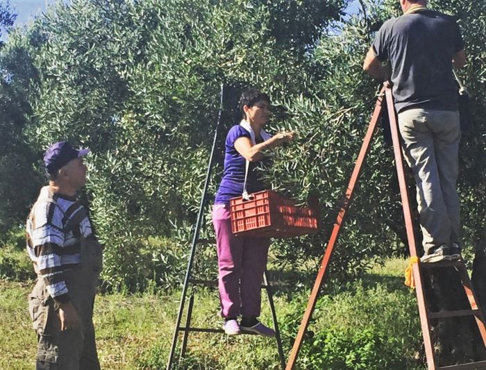 elaiolado-yannis-olive-grove-30-meiosi-tou-kostous-paragogis-kai-parallili-afxisi-ton-poliseon-127789