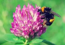 Με τον αριθμό των μελισσών να μειώνεται συνεχώς, η πρώτη ευρωπαϊκή στρατηγική για την αναστροφή του φαινομένου είναι γεγονός