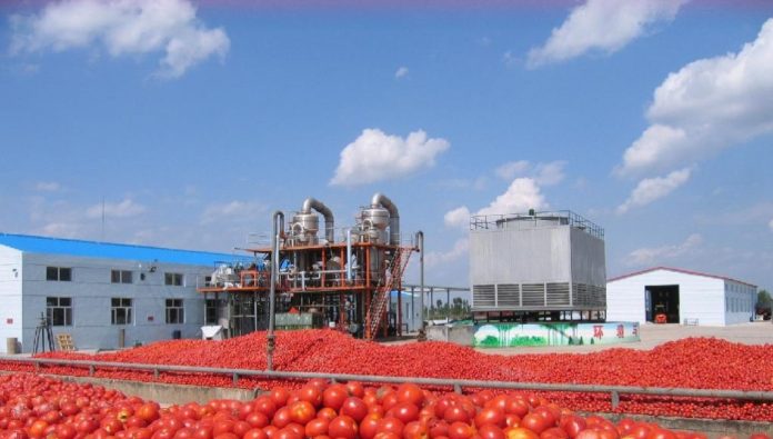 Ηλεία: Πολύ νωρίς η παραλαβή της ντομάτας Ηλεία: Πολύ νωρίς η παραλαβή της ντομάτας