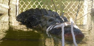 Πιάστηκε θαλάσσιος κροκόδειλος πέντε μέτρων και 600 κιλών στην Αυστραλία