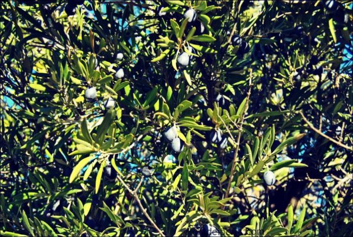agrielia Έντονο ενδιαφέρον από εταιρείες παραφαρμακευτικών προϊόντων agrielia Έντονο ενδιαφέρον από εταιρείες παραφαρμακευτικών προϊόντων