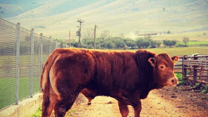 Σε πρόγραμμα για τη διάσωση της Ελληνικής Κόκκινης Φυλής Βοοειδών η ΕΑΣΘ Σε πρόγραμμα για τη διάσωση της Ελληνικής Κόκκινης Φυλής Βοοειδών η ΕΑΣΘ