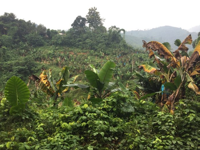 Η Chiquita και το πανεπιστήμιο Wageningen στηρίζουν το παγκόσμιο συνέδριο για την καταπολέμηση της νόσου του Παναμά Η Chiquita και το πανεπιστήμιο Wageningen στηρίζουν το παγκόσμιο συνέδριο για την καταπολέμηση της νόσου του Παναμά
